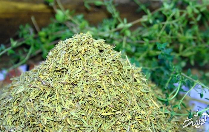 خشک کردن نعناع در فر خشک کردن نعنا